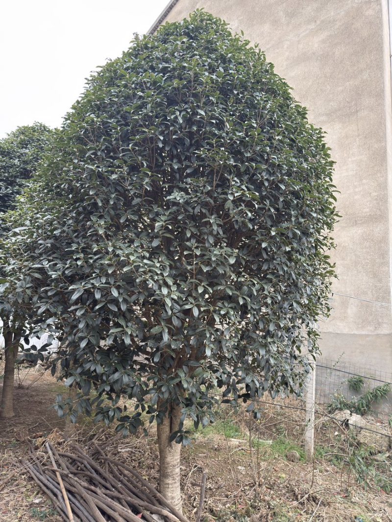 50公分精品桂花