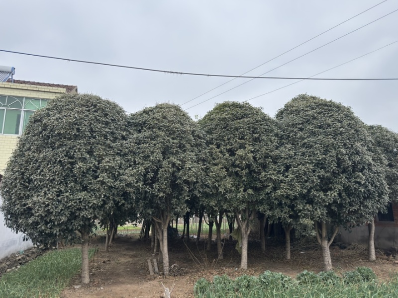 50公分精品桂花