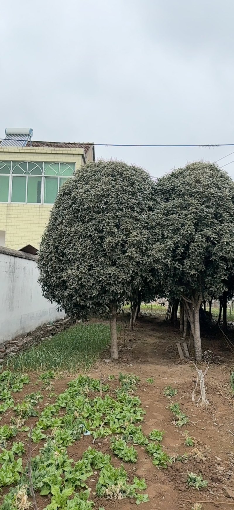 50公分精品桂花