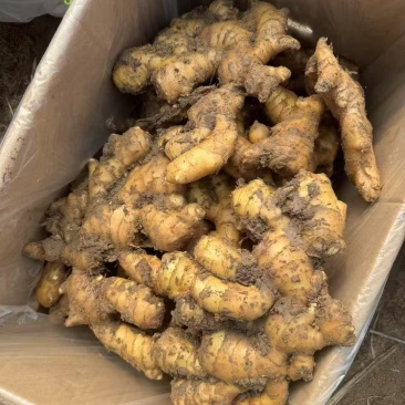 山东老姜，我这是批发，有需要的可以跟我联系，量大从优，