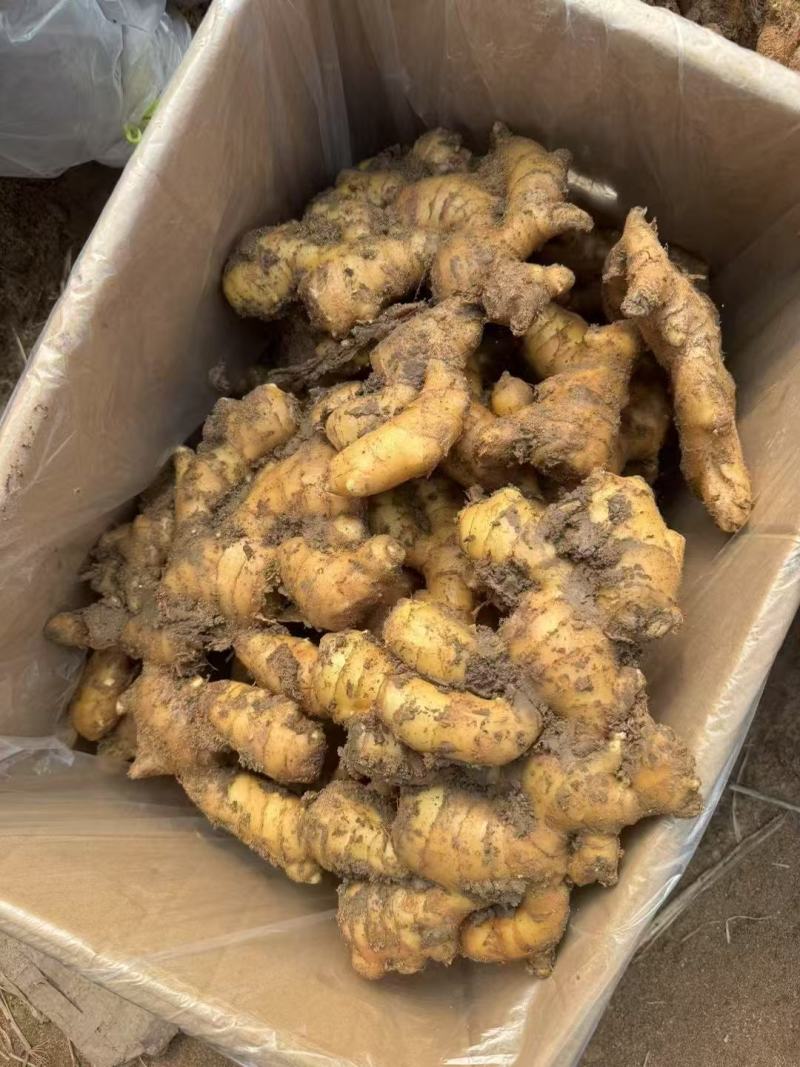 山东老姜，我这是批发，有需要的可以跟我联系，量大从优，