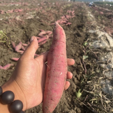 我要卖红瑶红薯，丝滑，金海美秀种植基