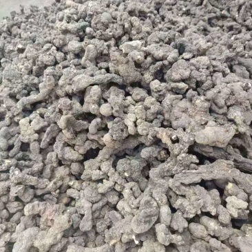 河南南阳猪苓