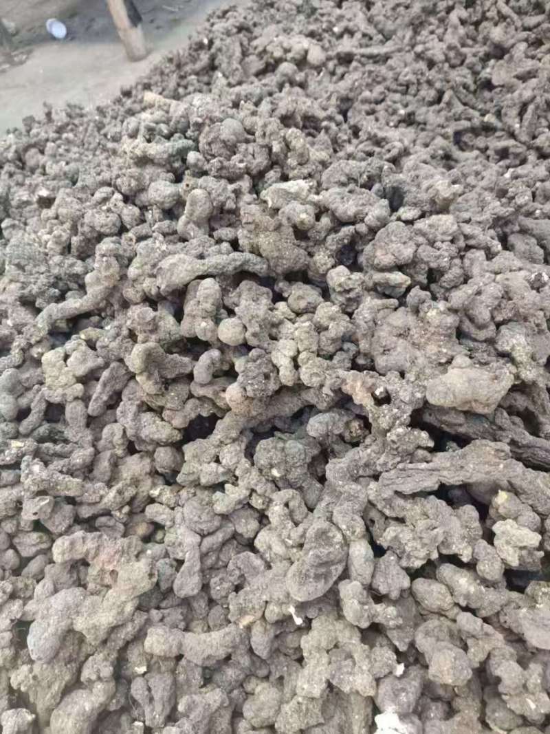 河南南阳猪苓