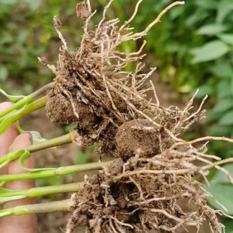 精品线椒苗螺线椒苗二荆条苗现挖现发包成活