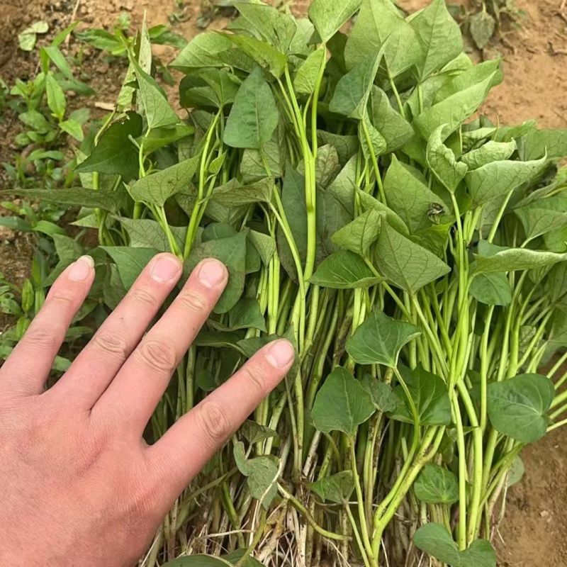 烟薯苗子/脱毒原种大田苗/基地现挖现发/保真苗/成活率高
