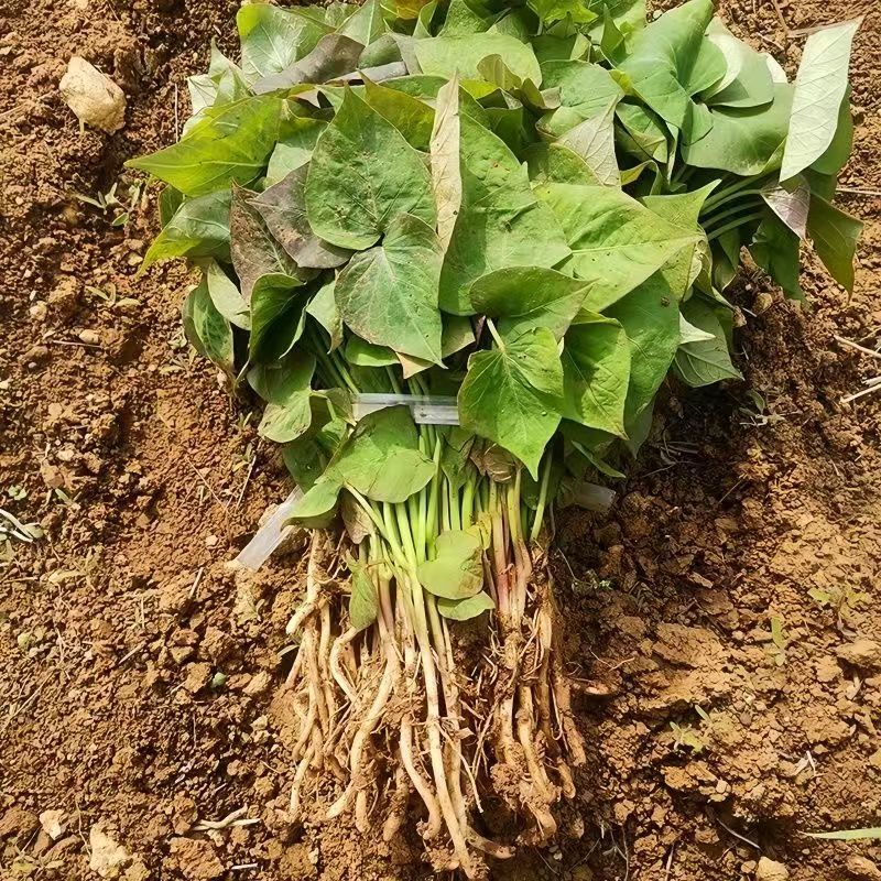 烟薯苗子/脱毒原种大田苗/基地现挖现发/保真苗/成活率高