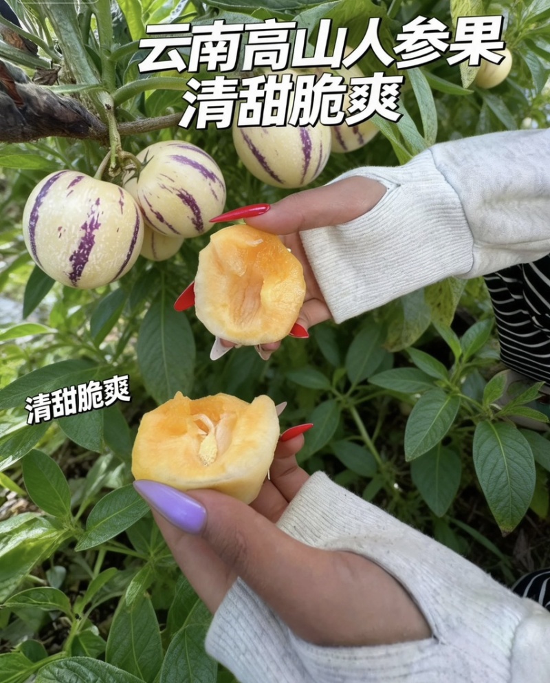云南德宏精品大果高山人参果