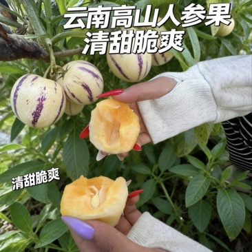 云南德宏精品大果高山人参果