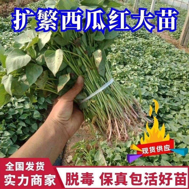 西瓜红苗/西瓜红红薯苗/西瓜红地瓜苗/脱毒原种苗/现挖