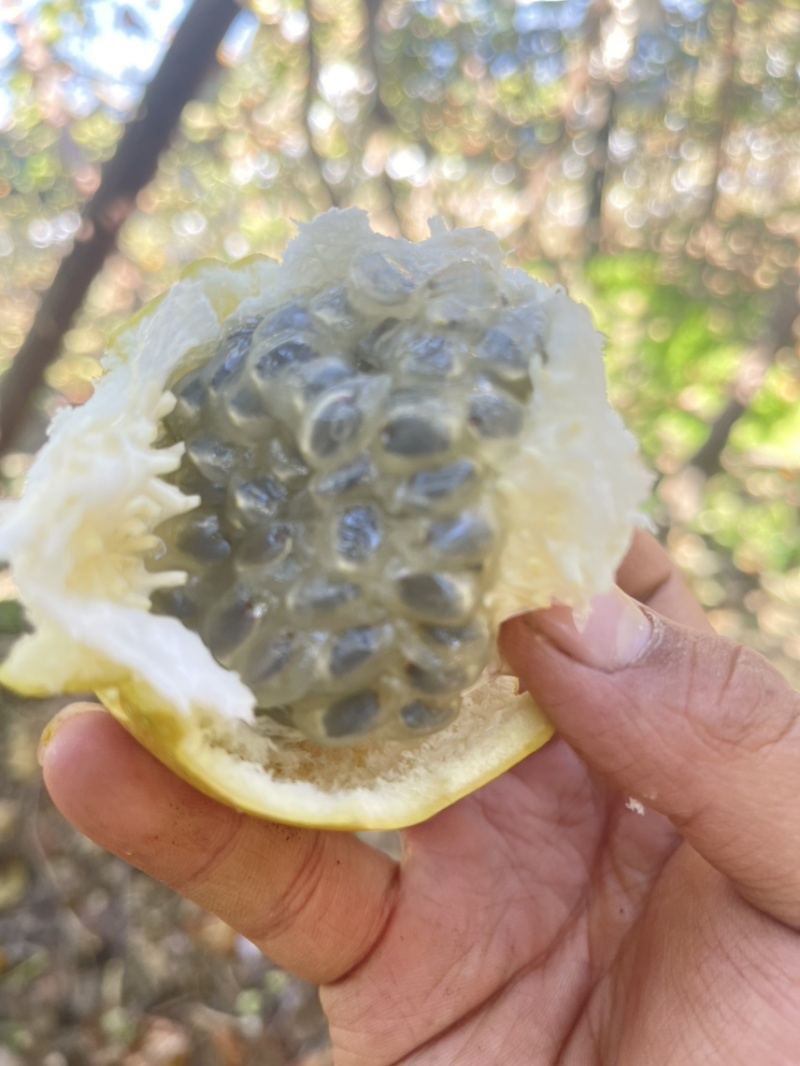 热情果陆续上市，开始接单，支持大量批发，礼盒定制