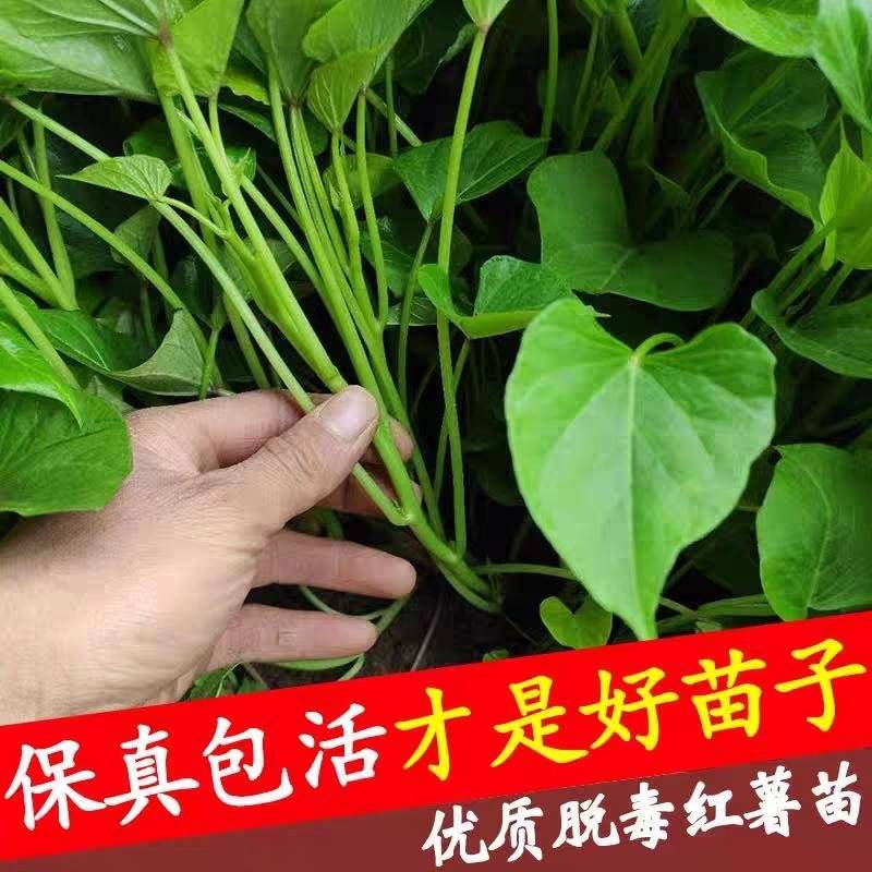 龙薯九红薯苗/龙薯苗子/脱毒扩繁苗/龙九地瓜苗/现挖现发