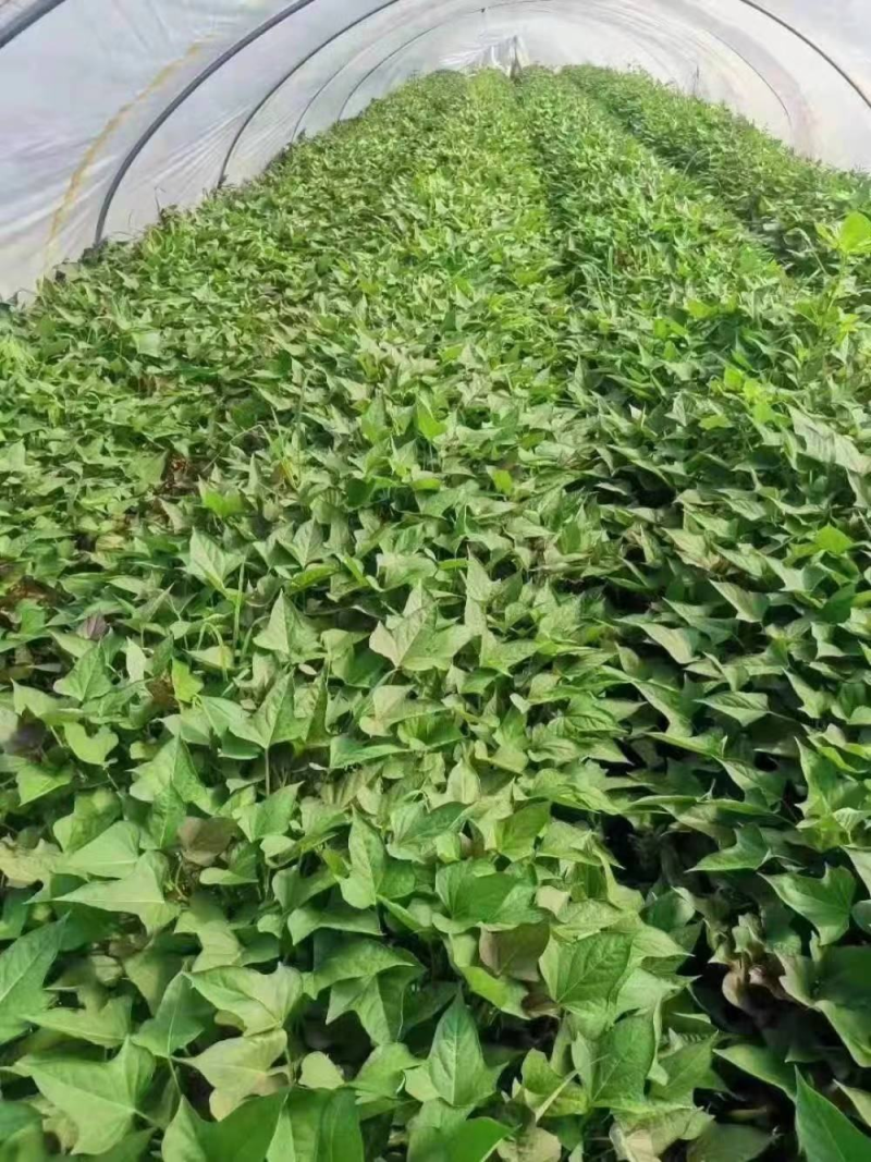 龙薯九红薯苗/龙薯苗子/脱毒扩繁苗/龙九地瓜苗/现挖现发