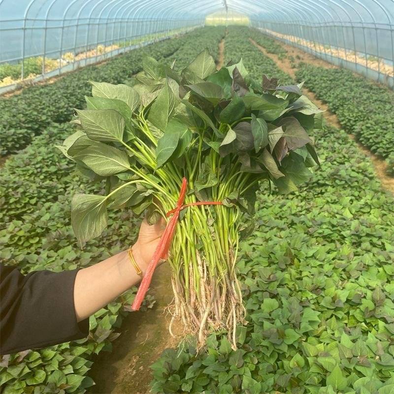 【带根发苗】紫薯苗/济薯26苗/商薯15/哈蜜等品种齐全