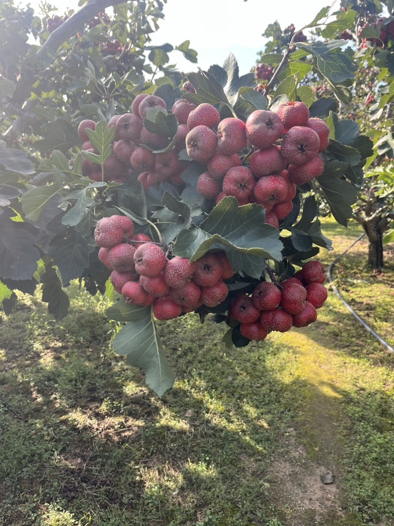山东大金星山楂