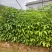 广西钦州灵山县直发三叉苦苗三丫苦杯苗广西批发可发全国