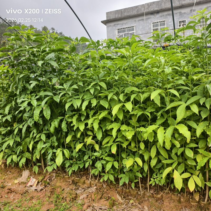 广西钦州灵山县直发三叉苦苗三丫苦杯苗广西批发可发全国