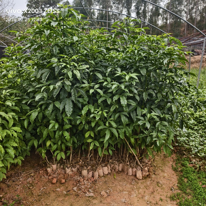 广西钦州灵山县直发三叉苦苗三丫苦杯苗广西批发可发全国