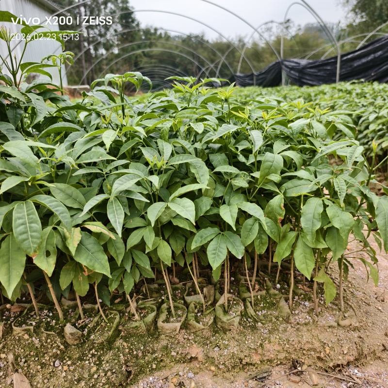 广西钦州灵山县直发三叉苦苗三丫苦杯苗广西批发可发全国