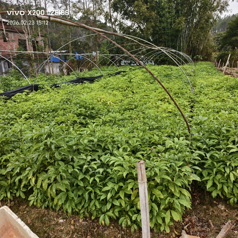 广西钦州灵山县直发三叉苦苗三丫苦杯苗广西批发可发全国