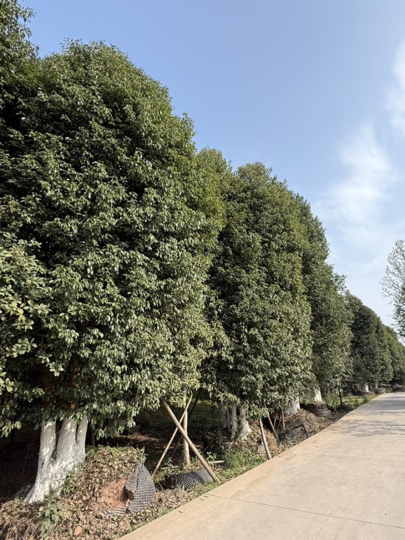 丛生香樟