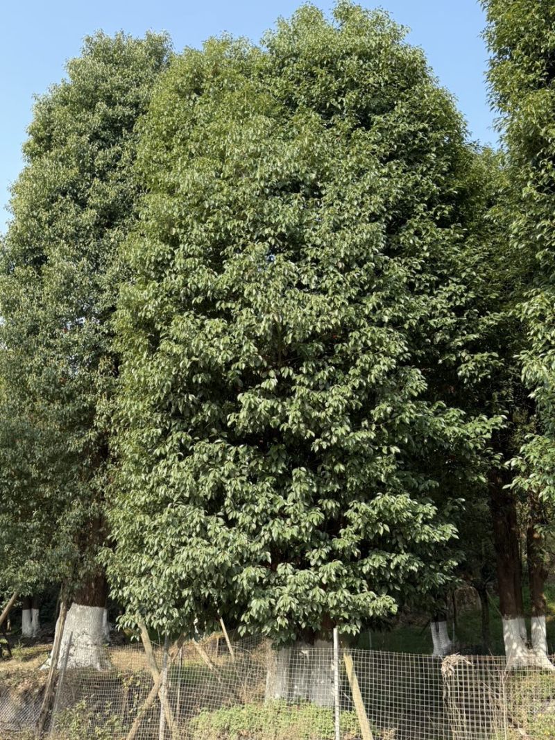 丛生香樟
