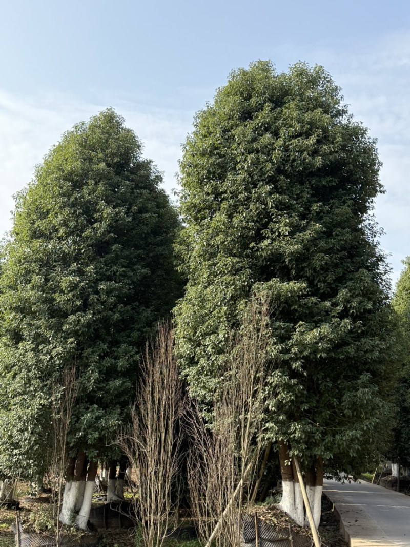 丛生香樟