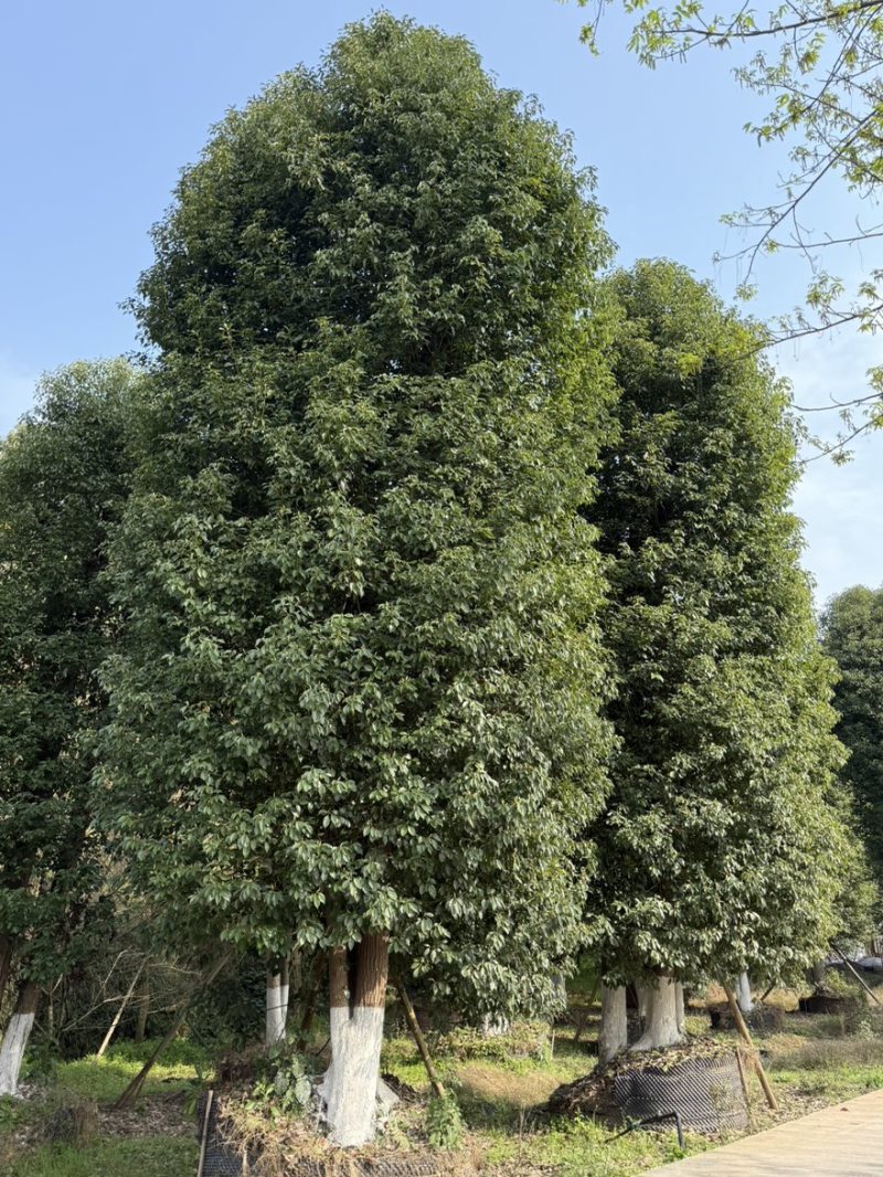 丛生香樟