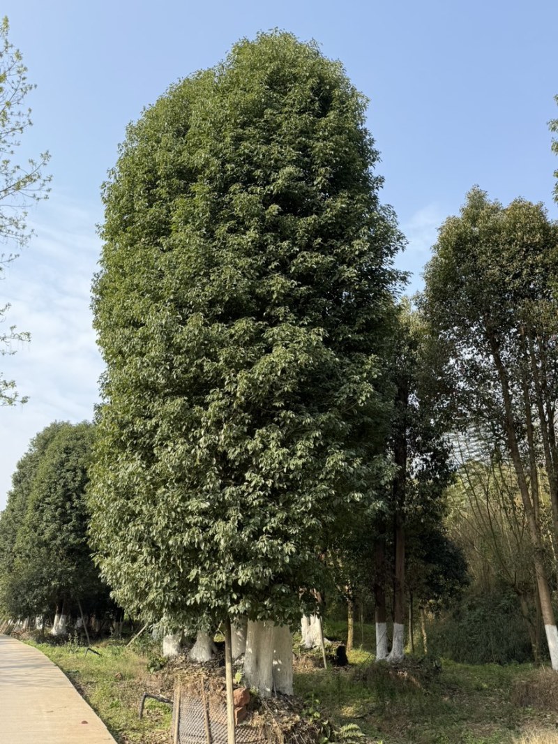 丛生香樟