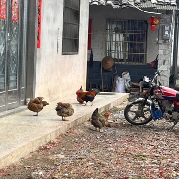 土鸡（纯粮食喂养，喂稻谷，玉米，蔬菜，无饲料）
