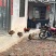 土鸡（纯粮食喂养，喂稻谷，玉米，蔬菜，无饲料）