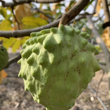 牛奶释迦果