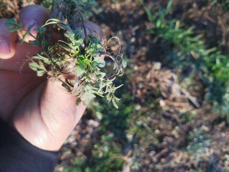 荠菜