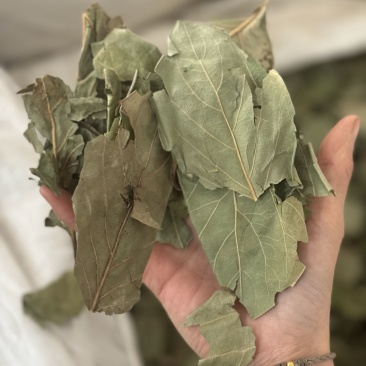 柿子叶实物拍摄过筛发货柿子叶子柿叶现货