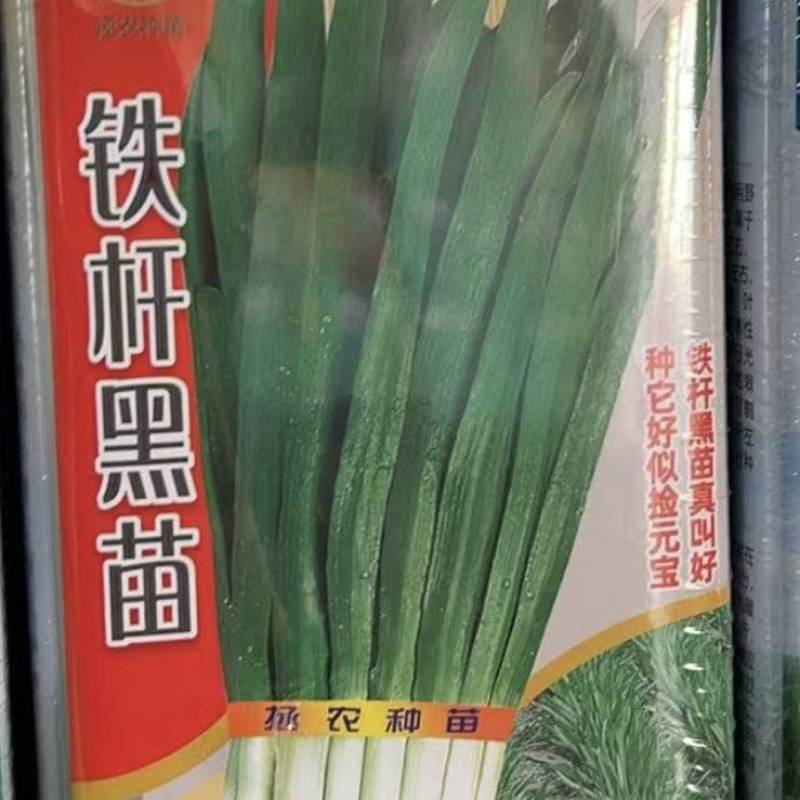 铁杆黑苗韭菜种子抗寒抗病叶片宽大肥厚春秋高产