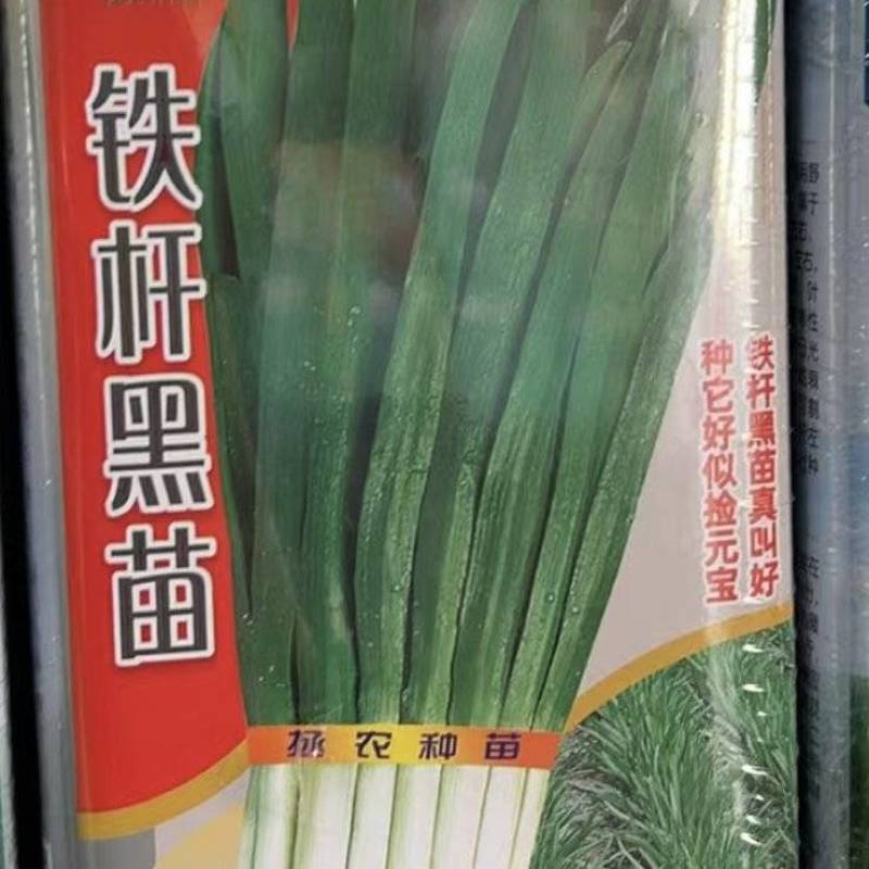 拯农铁杆黑苗韭菜种子休眠韭菜年7-8刀叶片宽大肥厚春秋