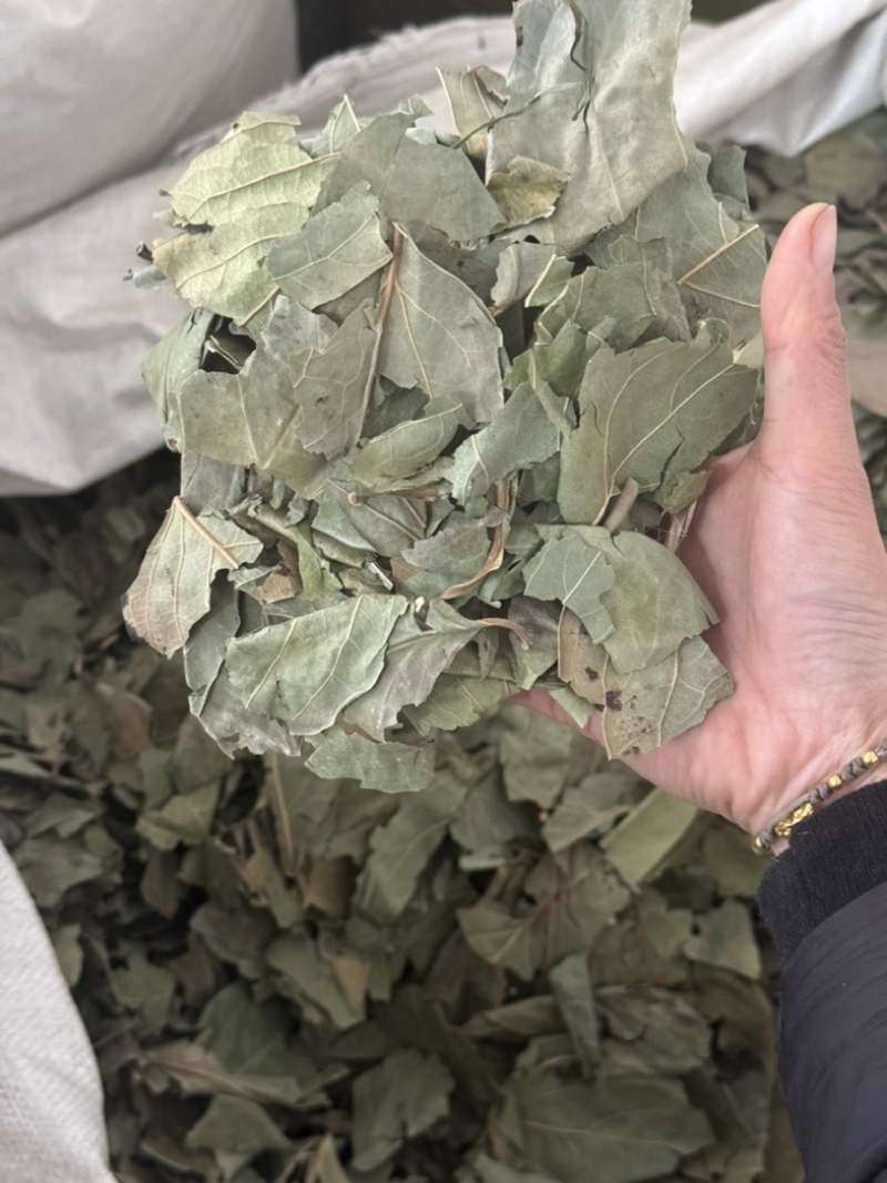 柿子叶实物拍摄过筛发货柿子叶子柿叶现货