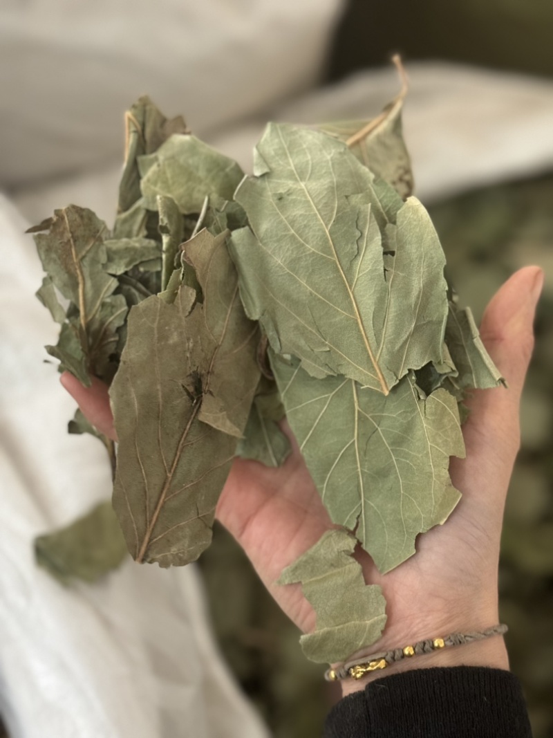 柿子叶实物拍摄过筛发货柿子叶子柿叶现货