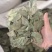柿子叶实物拍摄过筛发货柿子叶子柿叶现货