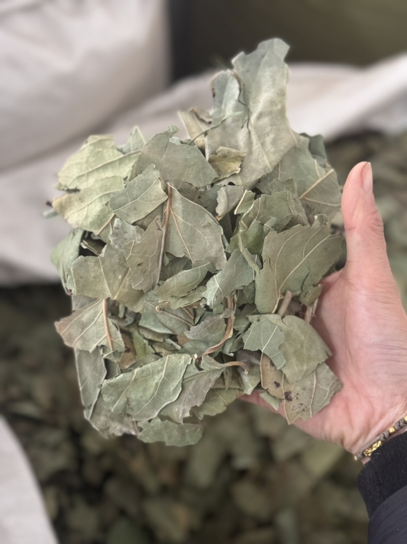 柿子叶实物拍摄过筛发货柿子叶子柿叶现货
