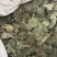 柿子叶实物拍摄过筛发货柿子叶子柿叶现货
