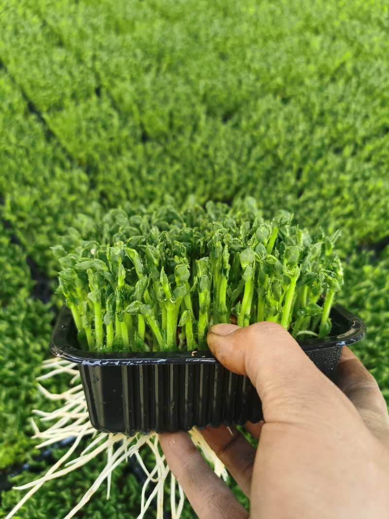 精1品盒66豌豆苗1所见即所得378质量保证