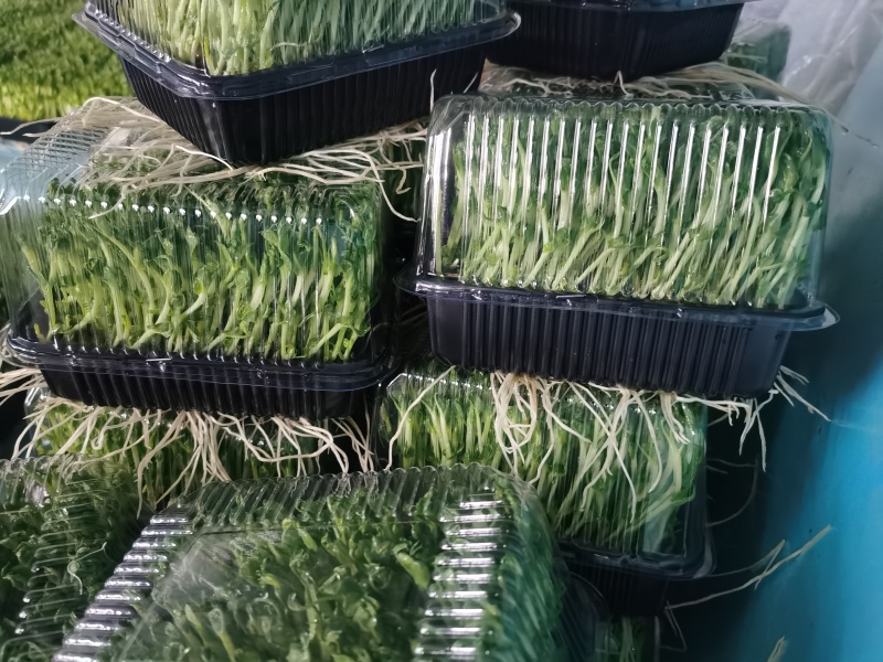 精1品盒66豌豆苗1所见即所得378质量保证