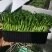 精1品盒66豌豆苗1所见即所得378质量保证