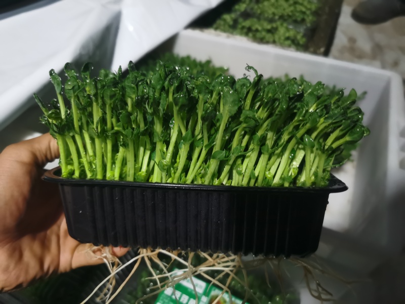 精1品盒66豌豆苗1所见即所得378质量保证