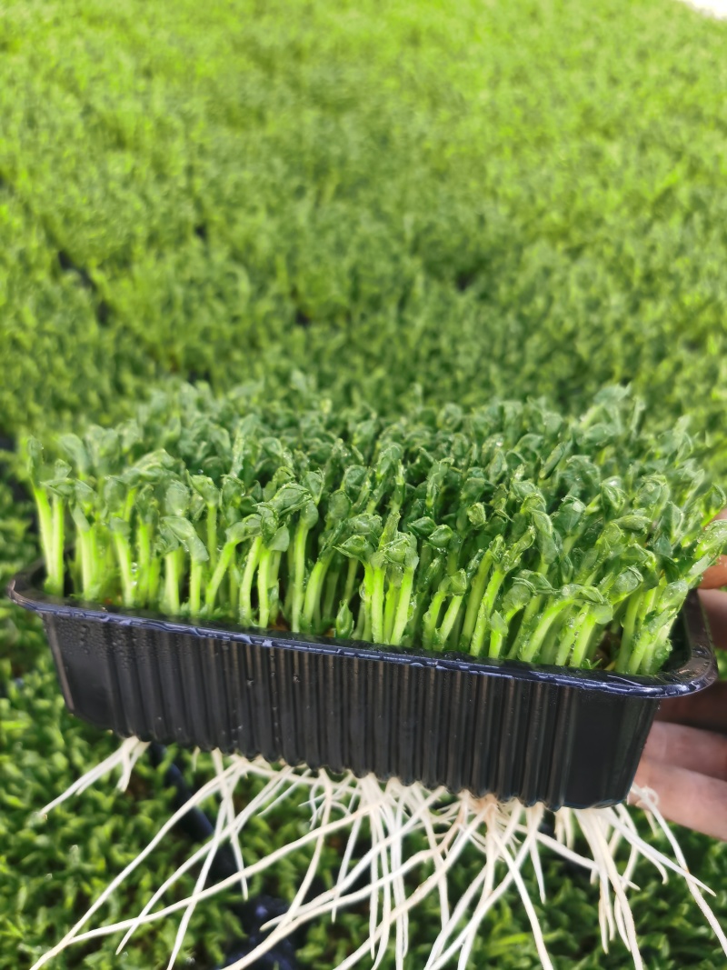 精1品盒66豌豆苗1所见即所得378质量保证