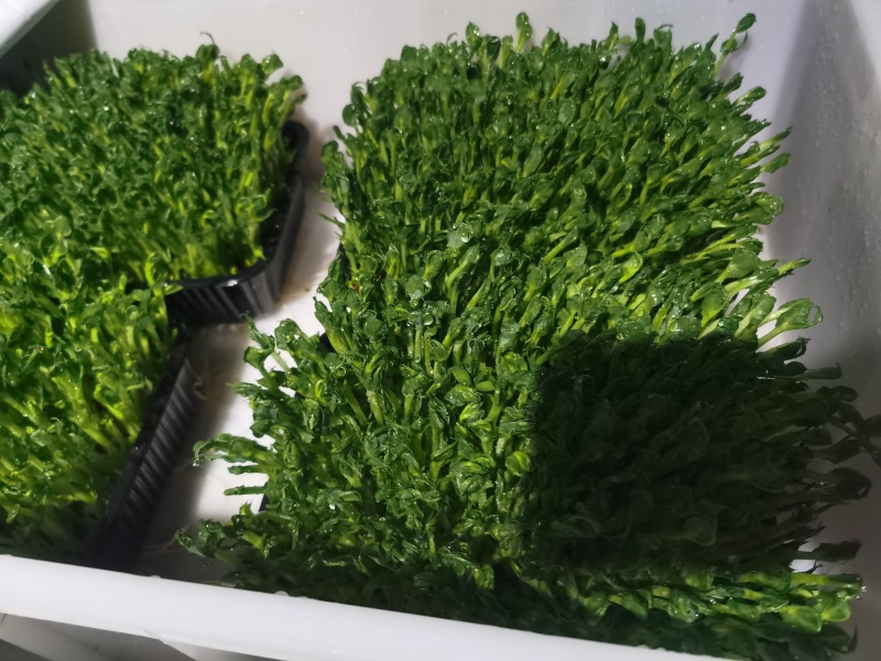 精1品盒66豌豆苗1所见即所得378质量保证