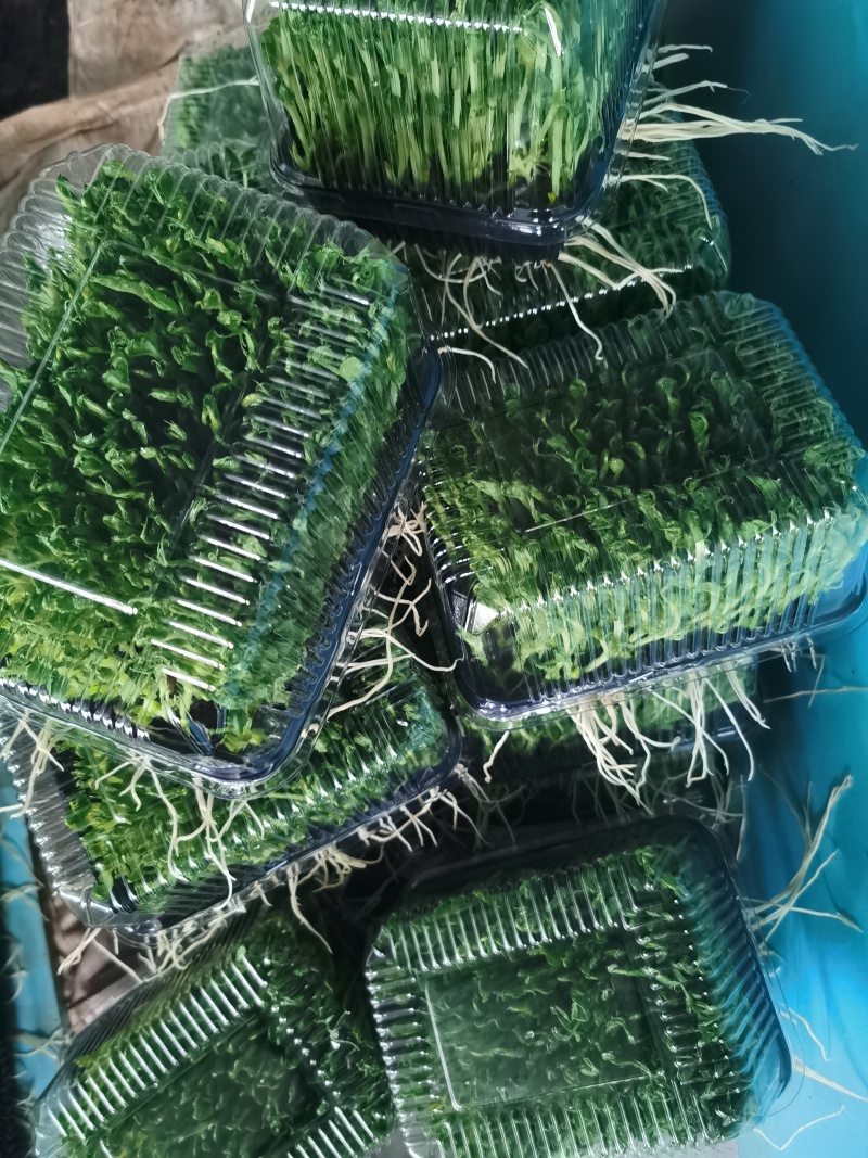 精1品盒66豌豆苗1所见即所得378质量保证