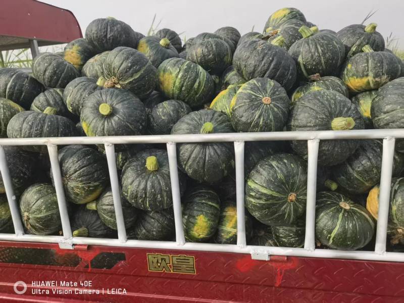 板栗南瓜，广西新鲜板栗南瓜大量上市，八成老熟，各种规格
