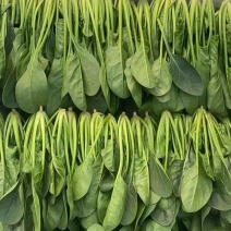 山东泡沫箱装精品小叶菠菜产地一手货源量大价优全国发货